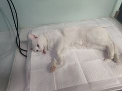 -达爱动物医院·犬猫分区·CT·复杂眼科(远洋山水分院)