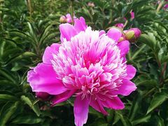 -长春公园(普阳街道)