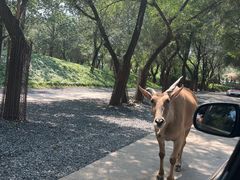 -北京野生动物园