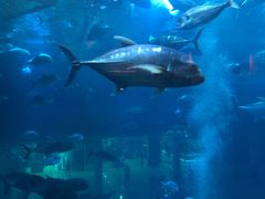 -迪拜水族馆及水下动物园