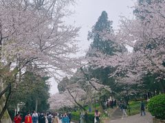 -武汉大学-樱园