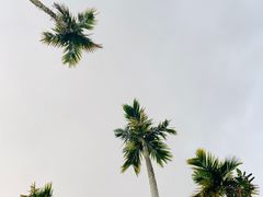 -呀诺达热带雨林