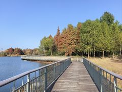 -贡湖湾湿地公园
