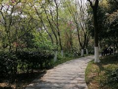-青枫公园
