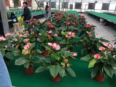 -西部兰花园生态园