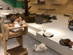 大堂-飞行喵MR PILOT|猫舍·猫咖(静安大融城店)