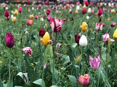 -洛阳郁金香牡丹园