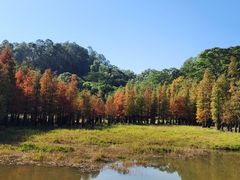 -番禺大夫山森林公园