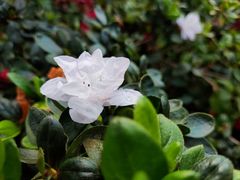 -中国科学院华南植物园