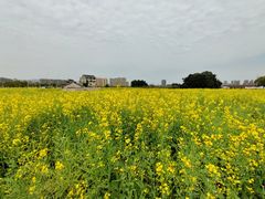 -三垟湿地