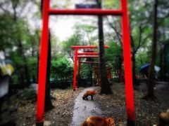 -宫城藏王狐狸村