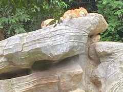 -广州长隆野生动物世界