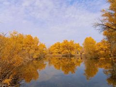 -金塔沙漠胡杨林景区
