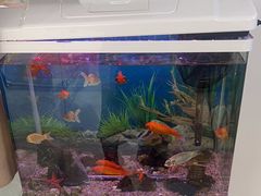 -郑远元专业修脚房·按摩·肉刺·灰指甲(东安路店)