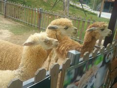 -泉州海丝野生动物世界