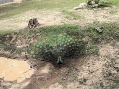 -深圳野生动物园