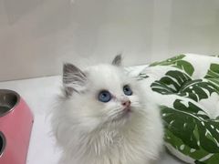 -青奢宠物·青奢猫舍