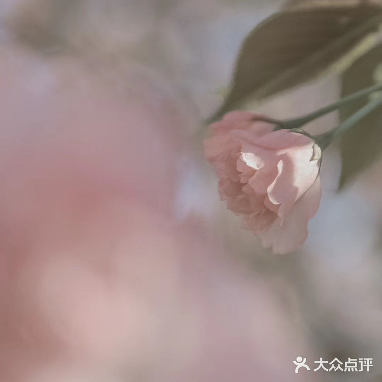 (桃、杏、梨对应的颜色红、粉、白)花里带着甜味