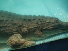 -广州长隆飞鸟乐园