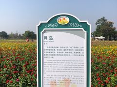 -荷兰花海