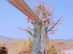 -天适樱花悠乐园