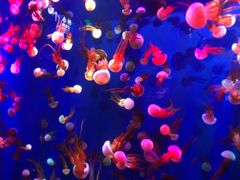 -成都浩海立方海洋公园