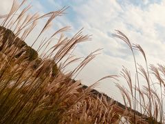 -花开海上生态园