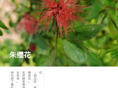 -中国科学院西双版纳热带植物园