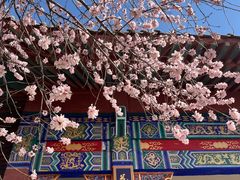 -桃花堤公园