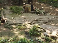 -都江堰中华大熊猫苑