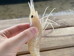 -小象钓虾·营地烧烤(洛溪店)