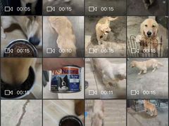 -宠物之家Pets Home 宠物寄养酒店