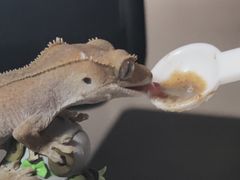 -酷以爬仙阁实体爬宠店·守宫·蜥蜴·专业繁育