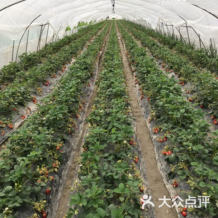 青浦草莓园图片