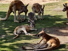 -西霞口神雕山野生动物世界