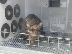 -北京观赏动物医院·24小时大型综合·猫专科·异宠专科