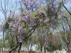 -盘龙城国家考古遗址公园