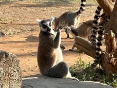 -秦皇岛野生动物园