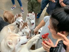 -TrueLove @ Neverland (Husky Cafe)