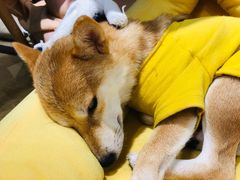 -逗柴咖啡屋·狗咖猫咖宠物桌游