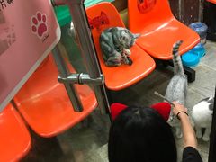 -猫咪博物馆(顶澳仔猫街店)