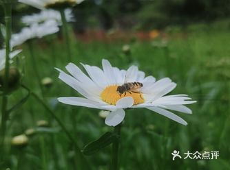 在河堤边偶然发现的一小片大滨菊，零零散散开了些