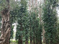 -广东外语外贸大学(白云山校区)