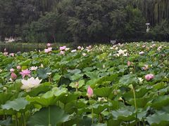 -莲花池公园