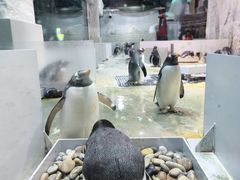 -大连圣亚海洋世界