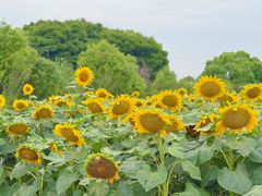 -上海杨姆庄园