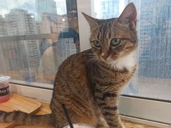 -Heymao猫咖.咖啡厅(东门店)