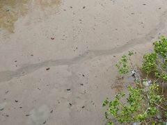 -北海金海湾红树林生态旅游区