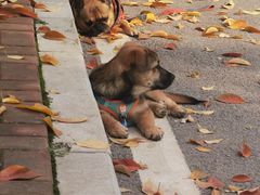 -万博宠物医院·手术·诊疗(未央凤城五路店)
