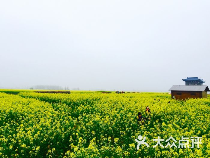 千垛菜花風景區圖片 - 第81張